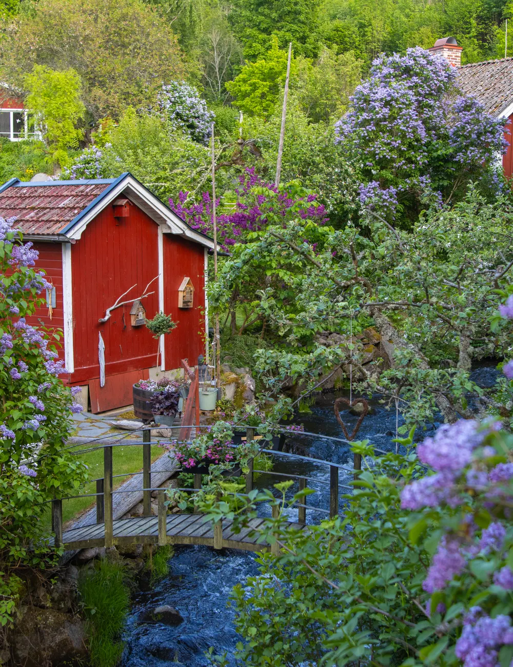 Røde trehus omgitt av blomstrende syrin om våren